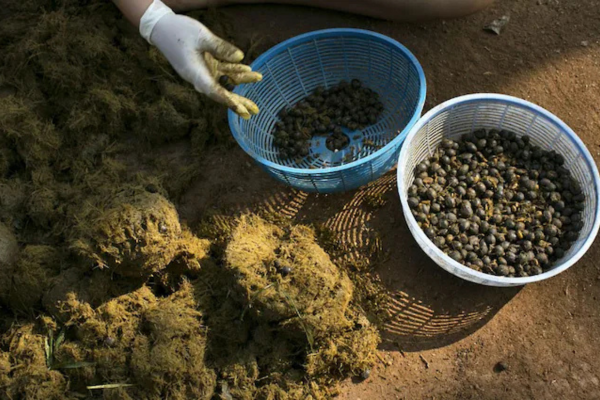 What is Black Ivory Coffee?