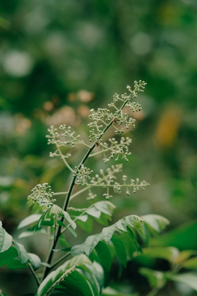 neem